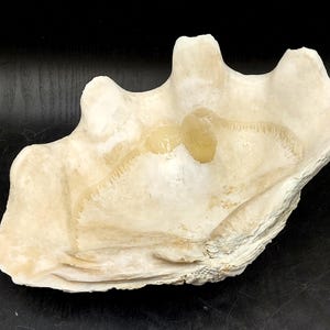 Giant Clam Seashell Half White Tridacna Gigas (1 half shell approx. 12L x 3.5H x 8D inches) Rare Giant Clam half shell for decor & display!
