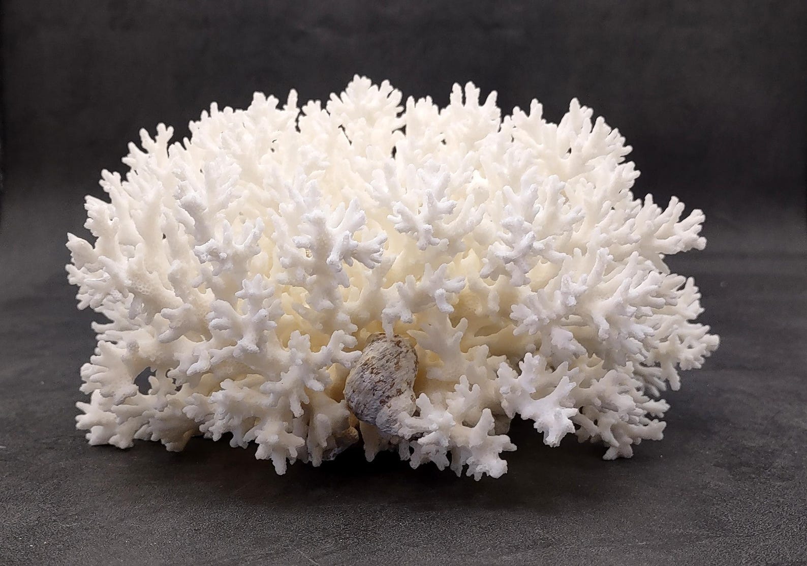 White lace coral cluster for a cowgirl coastal living room