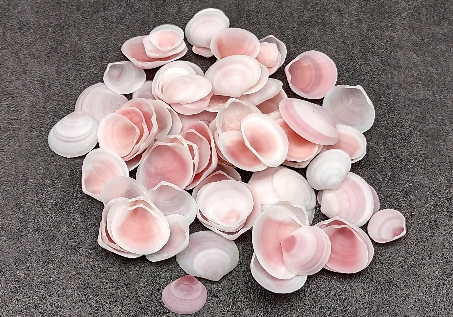 Rose Tellin Shell Rose Petal Tellin Seashell Halves Pink Eurytellina Lineata (approx. 20 ...
