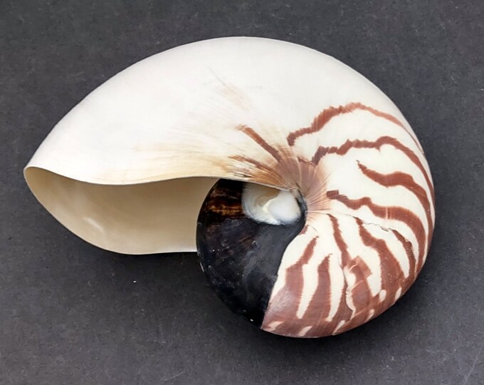 Nautilus Sea Shells
