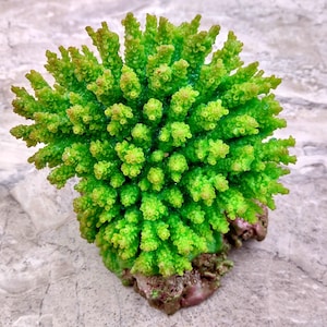 Green FAUX Table Coral - Acropora Hyacinthus - (1 FAUX Coral approx. 5Wx6Dx4T inches). Green thick fluffed coral set on rock. Copyright 2022 SeaShellSupply.com.