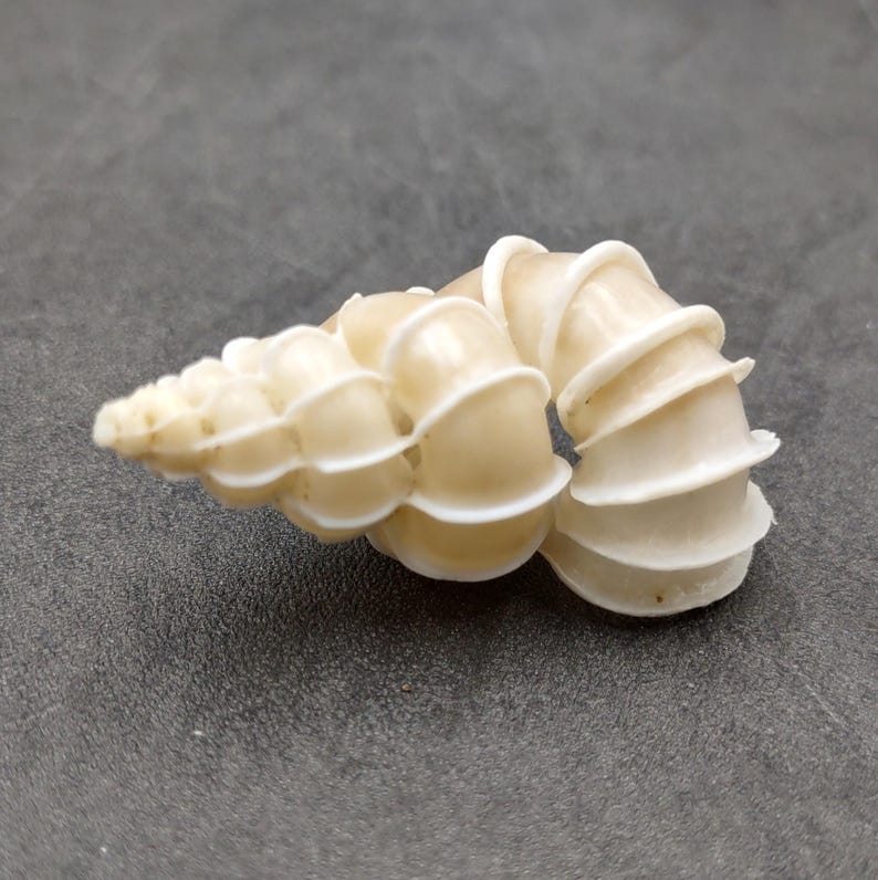 Precious Wentletrap Seashell Epitonium Scalare (1 Shell Approx. 1.5 ...