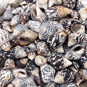 Littorina Black Seashells Littorina Saxatilis (Approx. half cup +/-100 shells 0.5+ inches) Black Littorina Shell Mix for crafts or display!