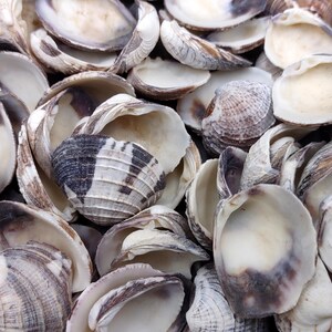 Ridged Venus Clam Seashell Dappled Lioconcha Fastigiata (approx. HALF pound +/-75 shells 0.75+ inches) Streaky Clam Shells for arts & crafts
