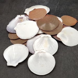 Sun and Moon Scallop Seashells Brown Purple White Mix Amusium Pleuronectes (Approx. HALF pound 30+ shells) Scallop mix for arts & crafts!