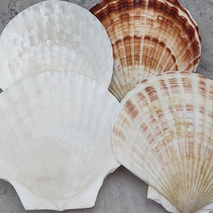 Irish Baking Scallop Seashells Large Pecten Yessoensis (4 shells approx. 4+ inches) White Brown Scallop Shells for baking crafts & décor!
