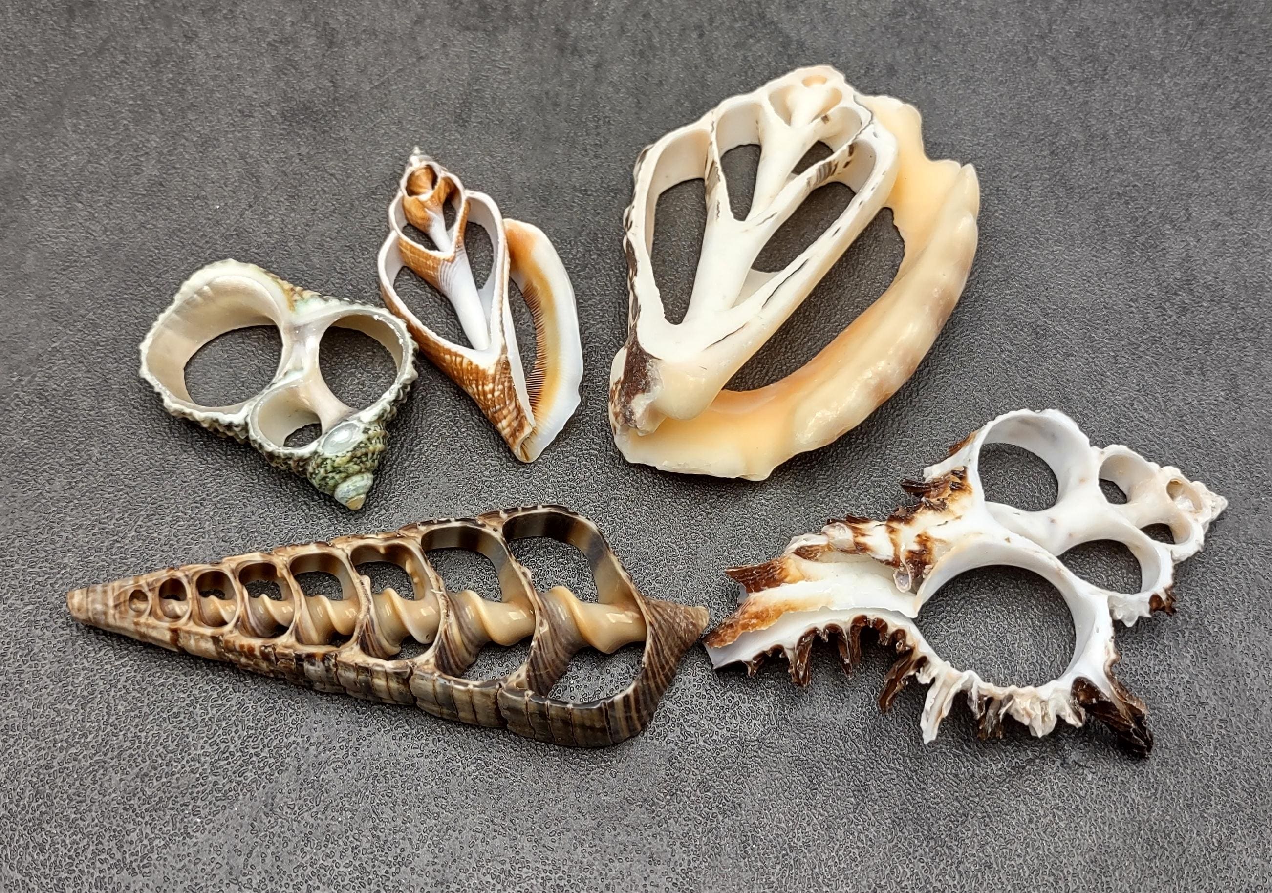 Center Cut Sliced Large Seashell Assortment (5 Shells Approx. 1.5