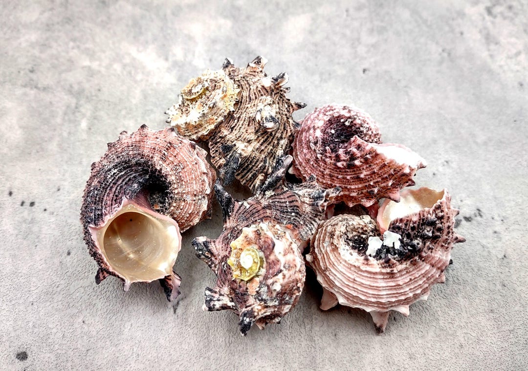 Dolphin Seashells Spiral Pink Black Angaria Delphinus (5 Shells Approx ...