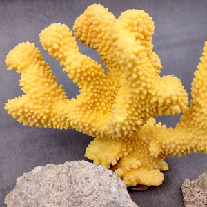 Coral de coliflor sintética amarilla Pocillopora Eydouxi 1 coral sintética de aproximadamente 9 pulgadas de ancho x 5 de alto x 4 profundidad imagen 10