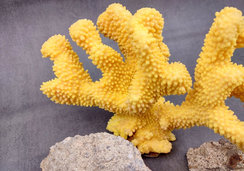 Coral de coliflor sintética amarilla Pocillopora Eydouxi 1 coral sintética de aproximadamente 9 pulgadas de ancho x 5 de alto x 4 profundidad imagen 10