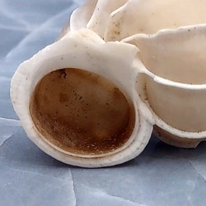 Precious Wentletrap Seashell - Epitonium Scalare - (1 shell approx. 1.5-2 inches).. One spiral shell with unique defining features. Copyright 2022 SeaShellSupply.com.