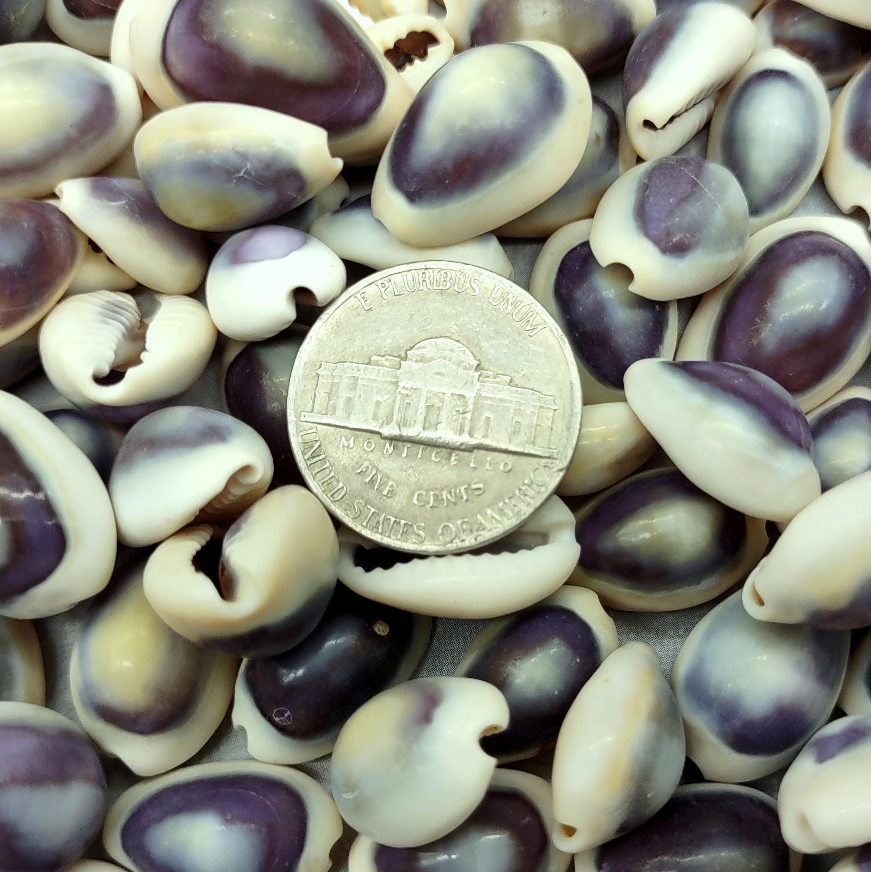 Purple Top Cowrie Seashells Bulk Cypraea Annulus (approx. Half Cup ...