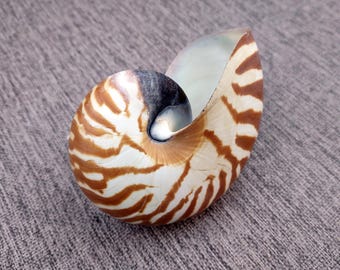 Natural Nautilus Seashell Nautilus Pompilius (1 shell approx. 3+ inches) Great shells for coastal decor & collections!