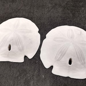 May include: Two white sand dollars with a five-pointed star design in the center. The sand dollars are on a dark gray surface.