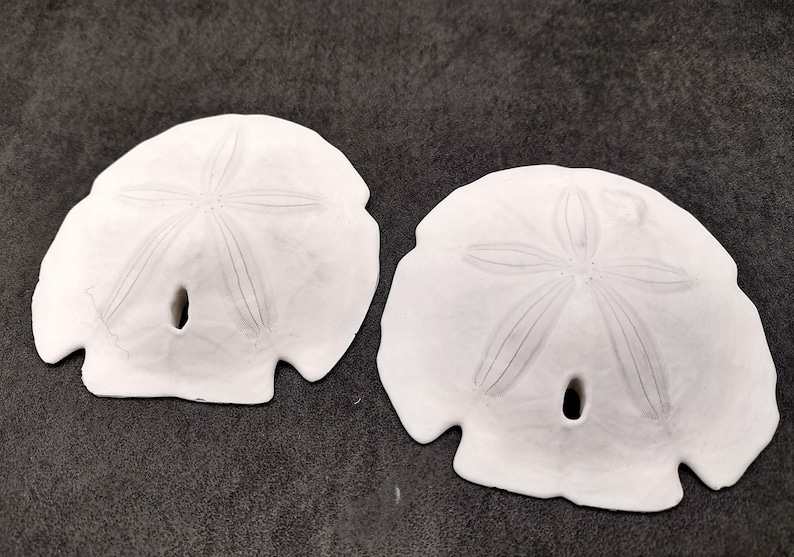 Arrowhead Sand Dollar Shells Large Encope Michelini (2 Sand Dollars
