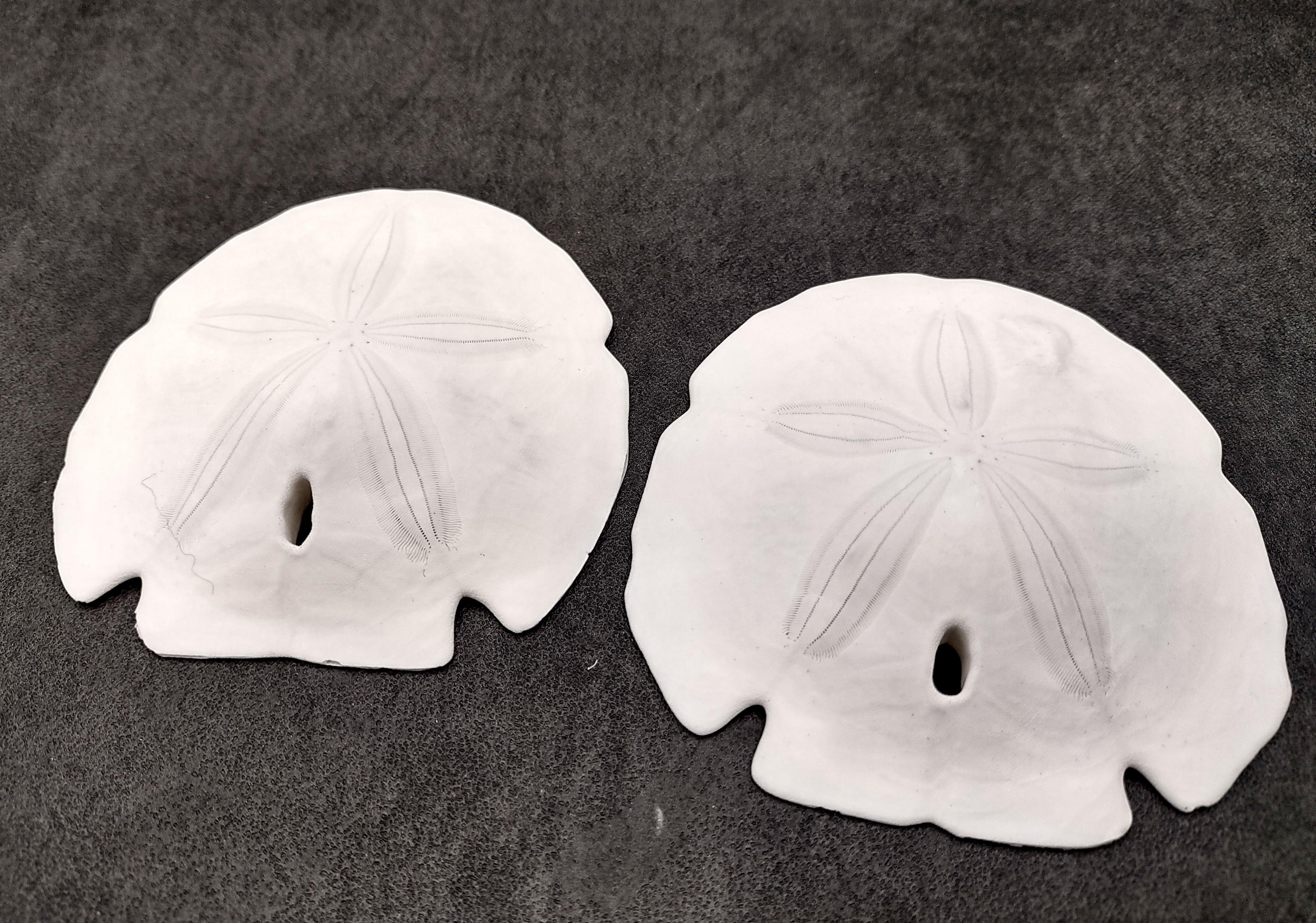 Arrowhead Sand Dollar Shells Large Encope Michelini (2 Sand Dollars