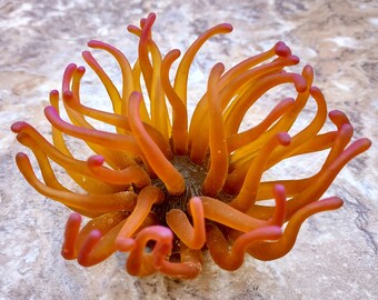 Green FAUX Anemone - Condylactis Gigantea - (1 FAKE Anemone approx. 4W X 2.5T x 2D inches)