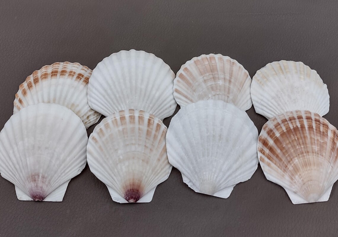 Small Shell Pecten Small Scallop Baking Dish Seashells Pecten Yessoensis (8 Shells Approx ...
