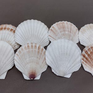 Small Scallop Baking Dish Seashells Pecten Yessoensis (8 shells approx. 2+ inch) Small Scallop Shells for baking appetizers arts & crafts!