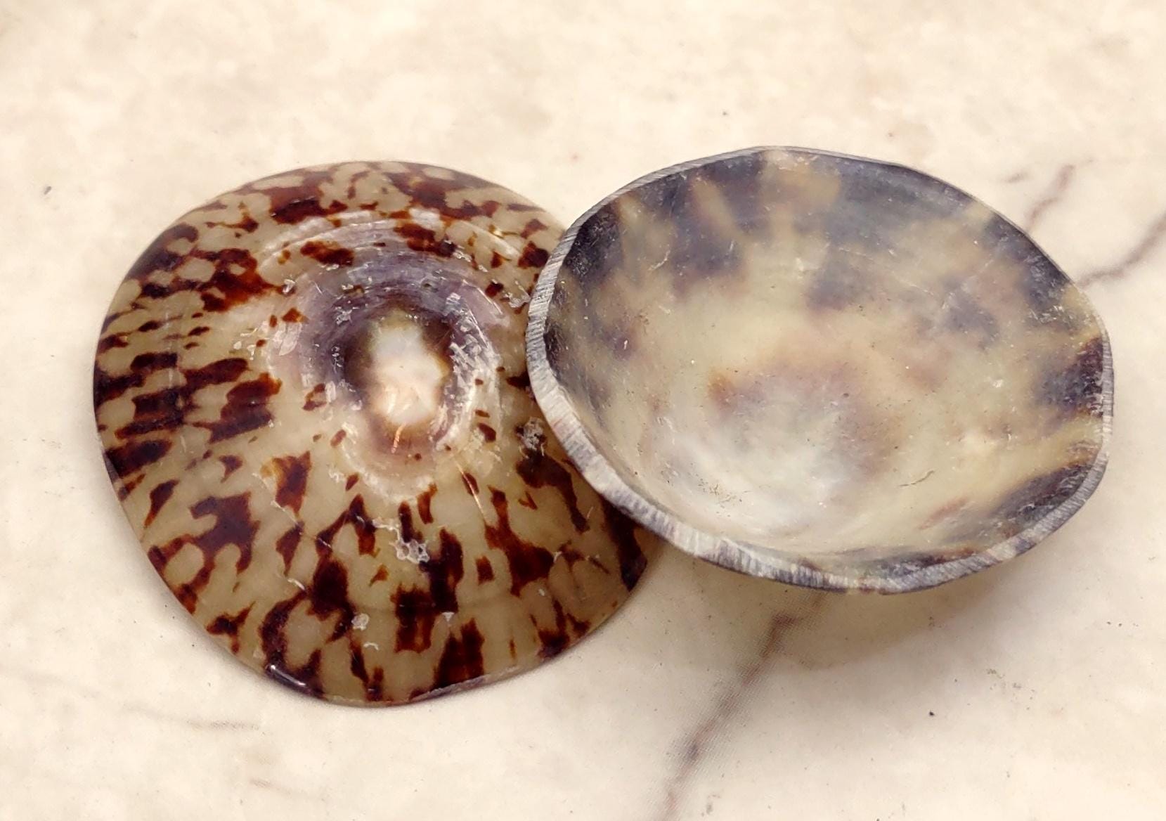 Oval Limpet Seashells Cellana Testudinaria (2 Shells Approx. 1.5-2