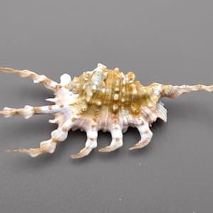 Scorpion Spider Conch Seashell Lambis Scorpio (1 shell approx. 4-6+ inches) Scorpion Spider Conch Shell for coastal crafting & display!