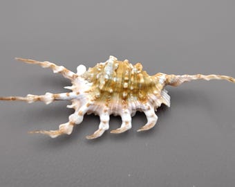 Scorpion Spider Conch Seashell Lambis Scorpio (1 shell approx. 4-6+ inches) Scorpion Spider Conch Shell for coastal crafting & display!