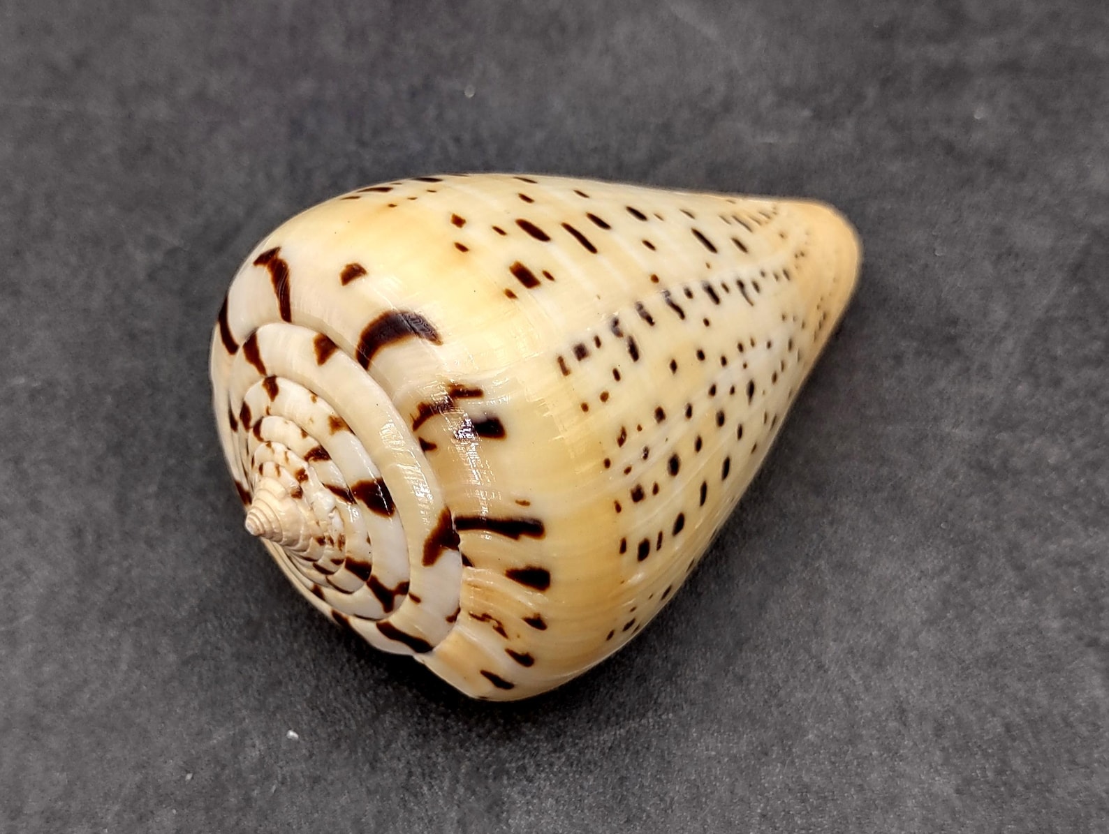 Beech Cone Seashell Conus Betulinus (1 Shell Approx. 2.75+ Inches) Cone ...