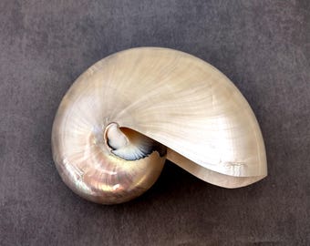 Pearlized Nautilus Seashell Polished Nautilus Pompilius (1 shell approx. 6+ inches) Nautilus shell for coastal decor art & collections!