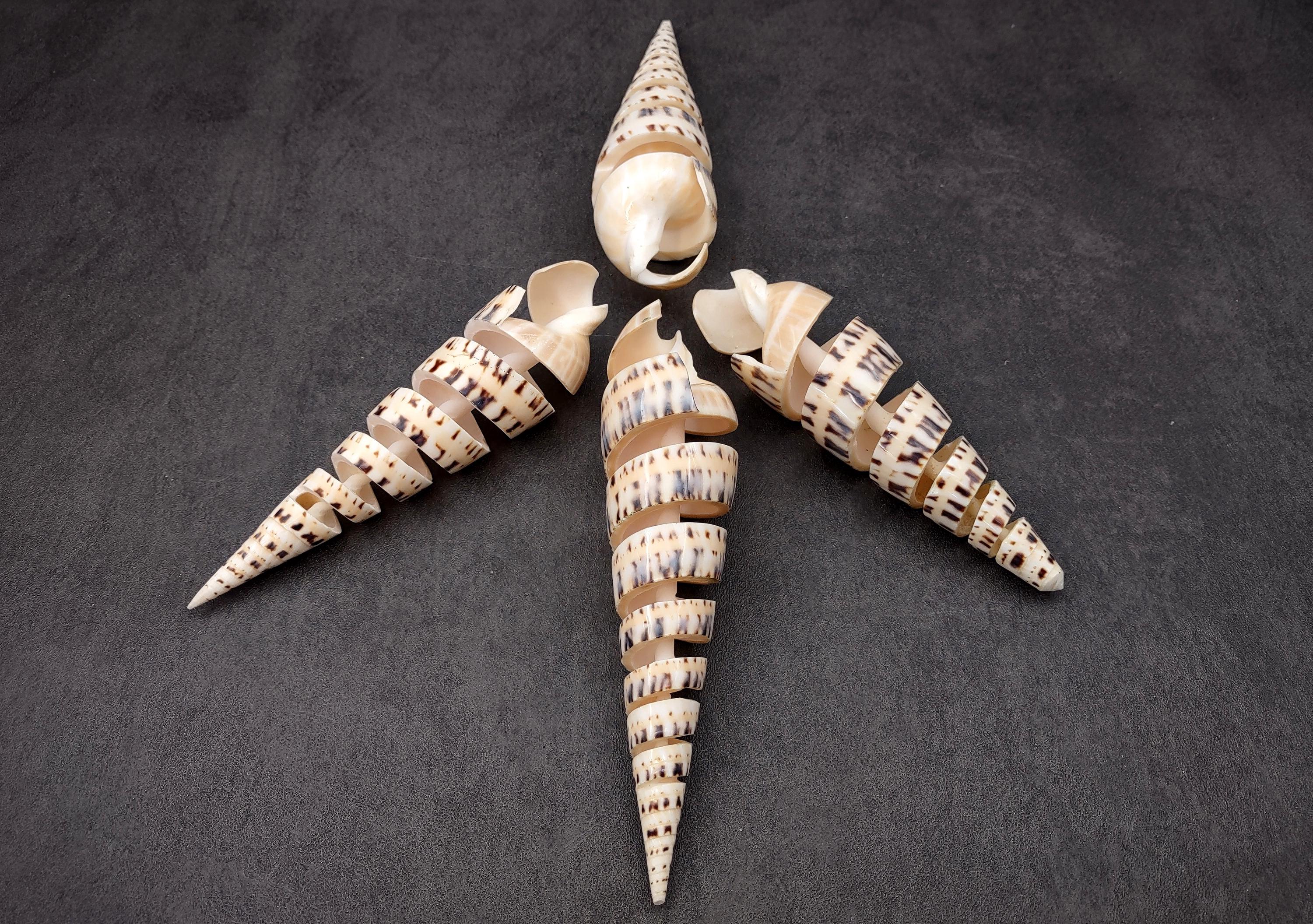 Spiral Cut Marlinspike Auger Seashell Terebra Maculata (1 Shell Approx ...