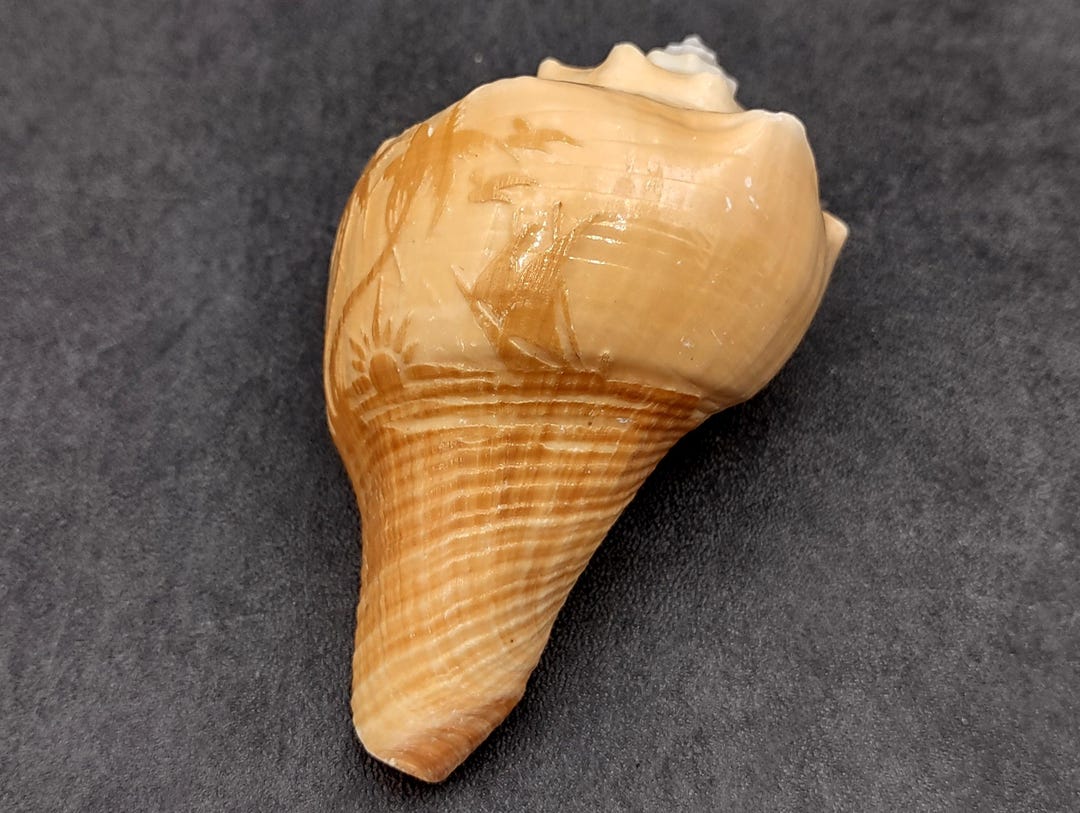 Carved Conch Shell Boat and Sunset (1 Shell Approx. 3+ Inches) Conch ...