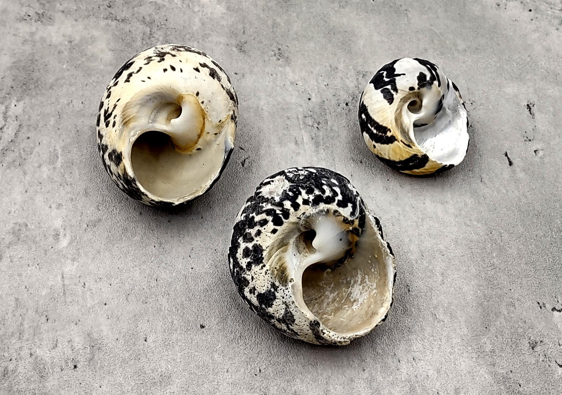 Magpie Shells West Indian Top Seashells Magpie Striped Black Cittarium Pica (3 Shells ...