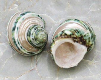 Banded Green Turbo Seashells - Turbo Chrysostomus - (2 shells approx. 1.5-2 inches)