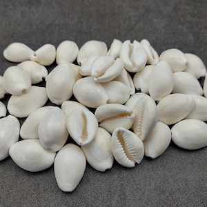 White Cowrie Seashells Bulk Cypraea Annulus (approx. Half Cup +/-40 ...