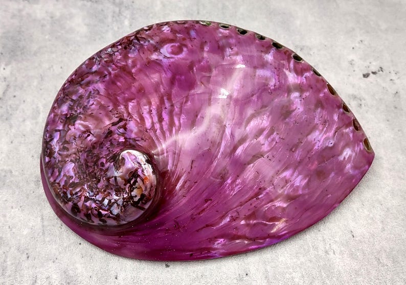 Polished Purple Violet Abalone Midas Seashell Haliotis Midae (1 Shell ...