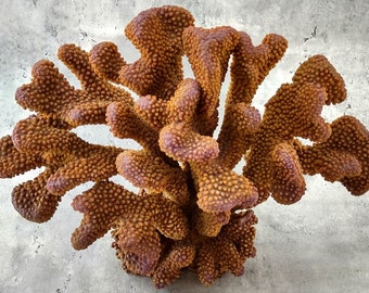 Rose/Dark Yellow FAUX Cauliflower Coral - Pocillopora Eydouxi - (1 FAUX Coral approx. 12Wx9Tx8D inches)