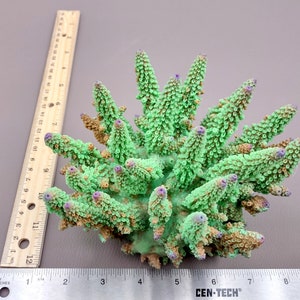 Lavender/Green FAUX Finger Staghorn Coral - Acropora Humilis - (1 FAUX Coral approx. 6x5x5 inches). Green dotted branched coral with a strong round base.Copyright 2024 SeaShellSupply.com.