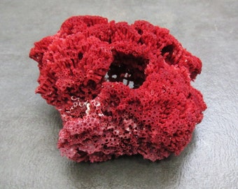 Red Pipe Organ Coral - Tubipora Musica - (1 Coral approx. 3-4 inches)