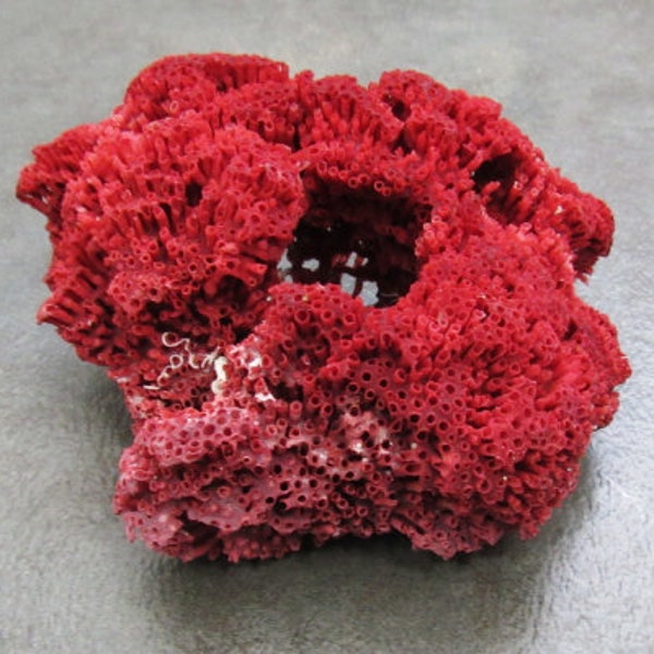 Red Pipe Organ Coral - Tubipora Musica - (1 Coral approx. 3-4 inches)
