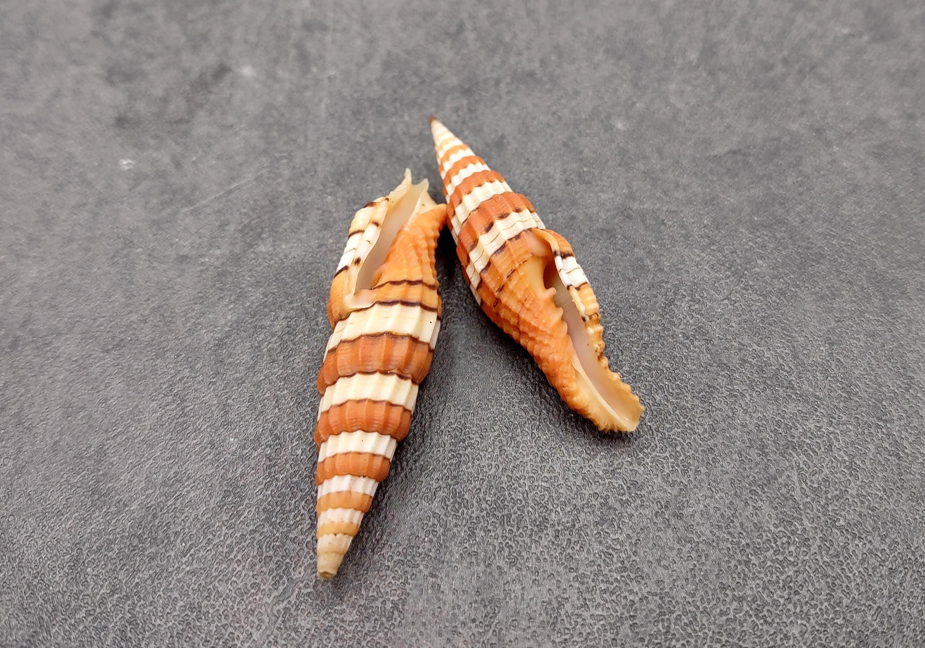 SHELL NAME MITOMEIN SET 5冊セット Queen Miter Seashell Mitra Compressum (1 Shell Approx. 1.75+