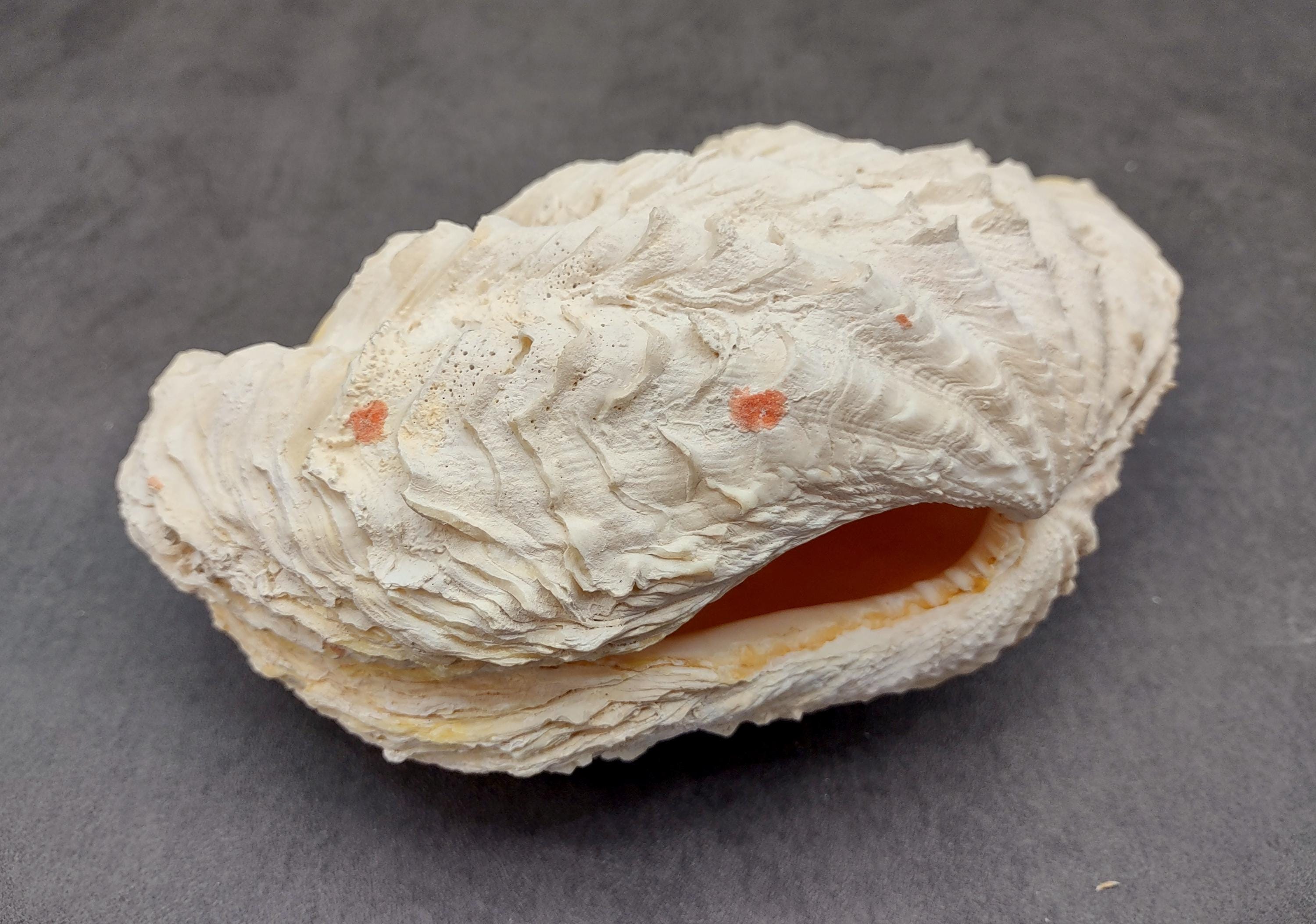 De Rasa Shells Large Derasa Clam Seashell White Tridacna Derasa (1 Shell Approx. 7 ...