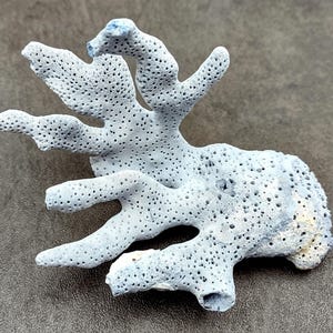May include: A light blue coral branch with a porous texture and a unique shape. The coral is a natural sea life specimen.