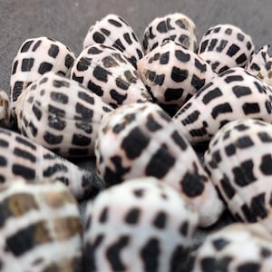 Medium Hebrew Cone Seashells Conus Ebraeus (5 shells approx. 1+ inches) Medium Hebrew Cone shell for beachy arts crafts jewelry & clothing!