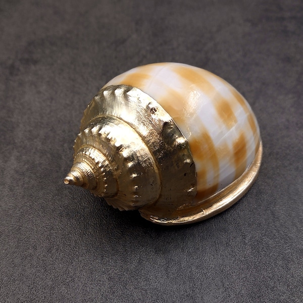 Silver-Plated Banded Bonnet Shell - Phalium Bandatum - (1 Shell approx. 3-4 inches)