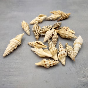 May include: A collection of small, elongated sea shells with spiral ridges and pointed tips. The shells feature a variety of natural color patterns, including shades of cream, beige, tan, and brown, with some displaying darker brown speckles.