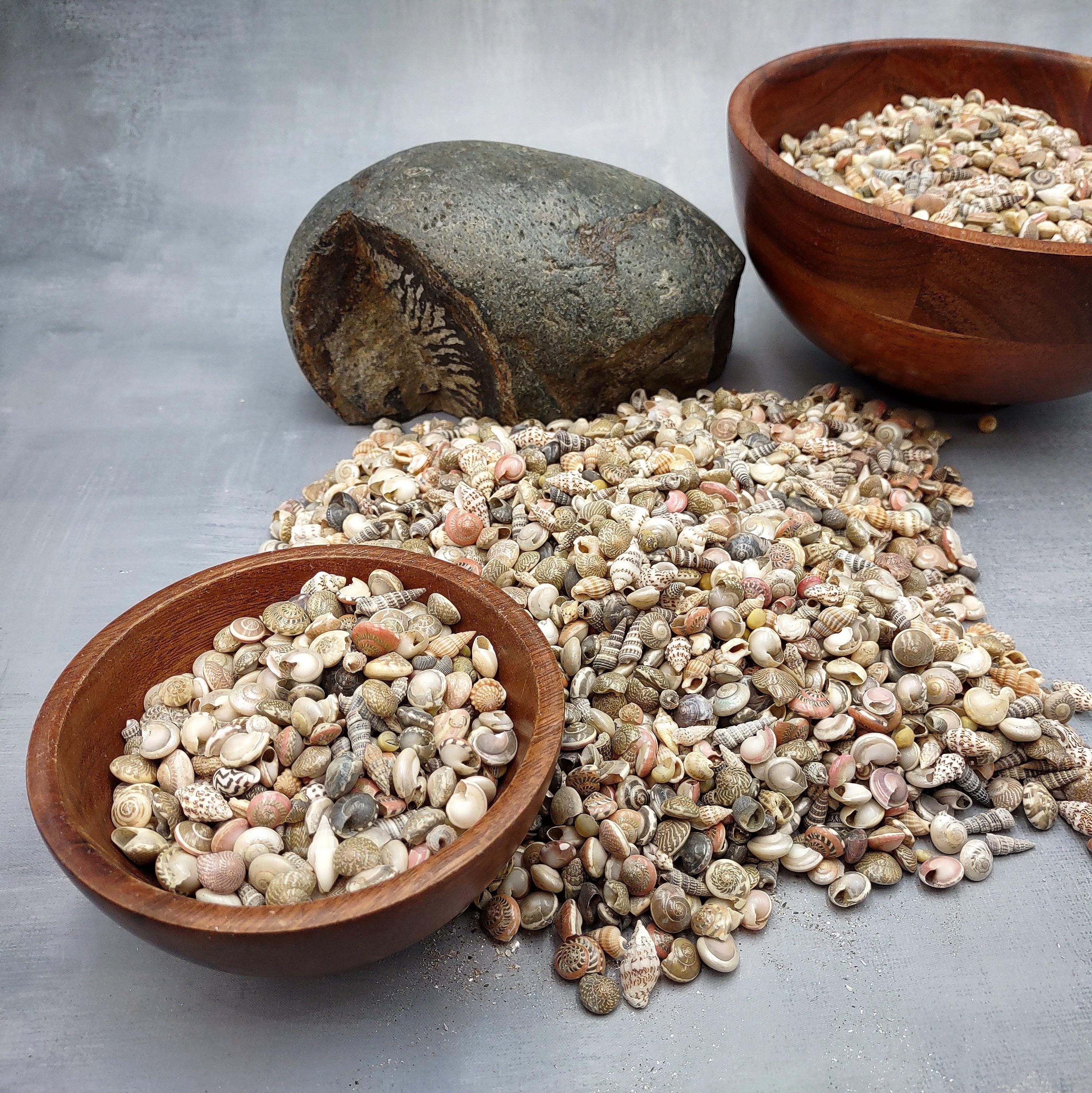 Extra Tiny Seashell Assorted Ocean Mix (approx. 1 Kilogram Shells 0.25 ...