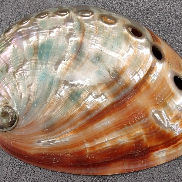 Polished Red Abalone Seashell Haliotis Rufescens (1 shell approx. 2.5+ inches) Polished shell for coastal crafting display & home decor!
