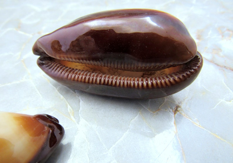 Mole Cowrie Shells Cypraea Talpa 2 shells approx. 2 inches image 2