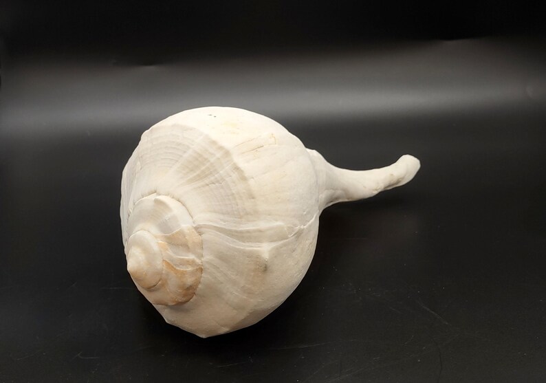 Left Handed Lightning Whelk Busycon Contrarium (1 Shell Approx. 10 ...