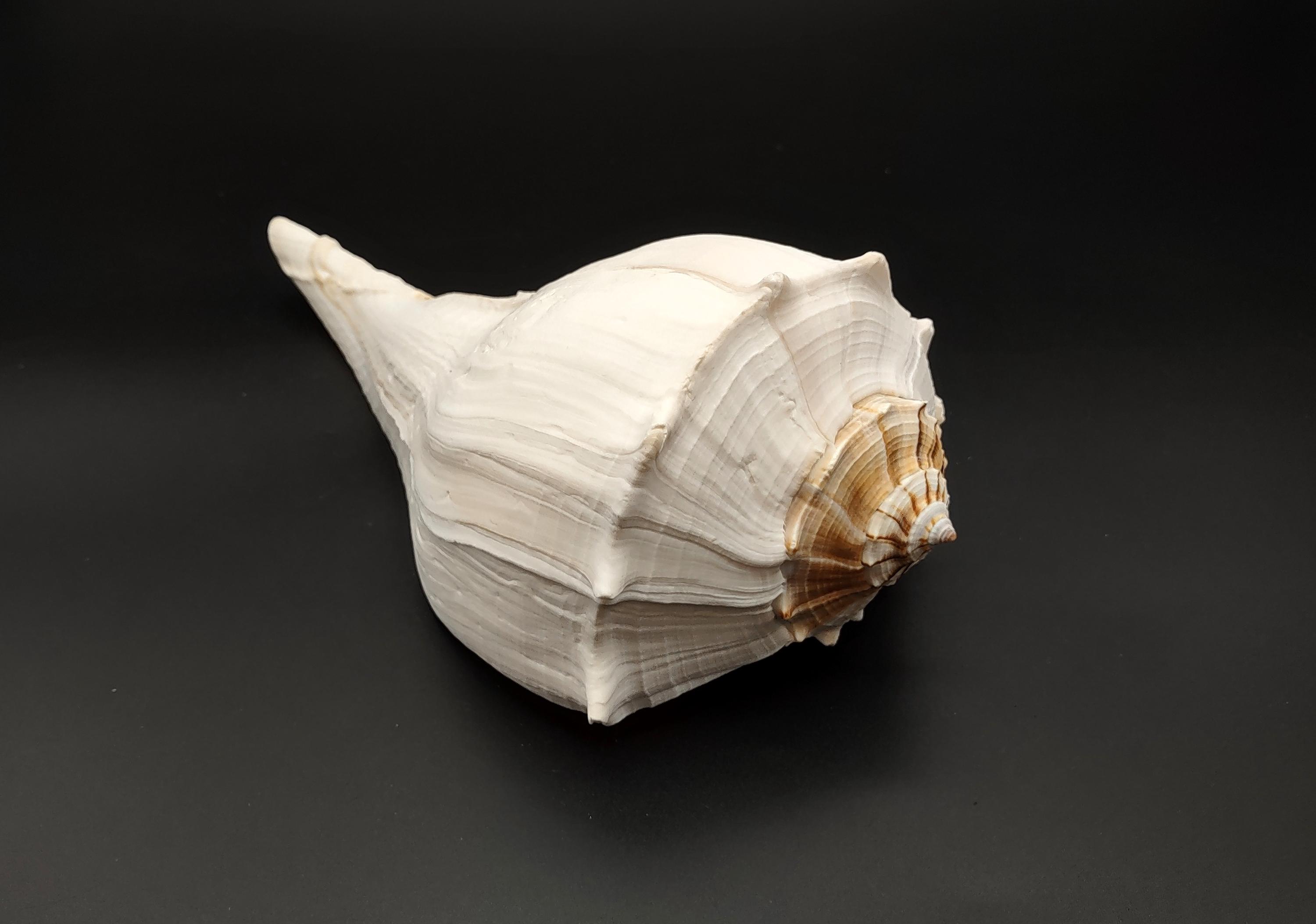 Left Handed Lightning Whelk Seashell Busycon Contrarium (1 Shell Approx ...