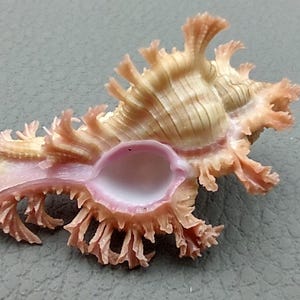 Pendant Murex Seashell Chicoreus Aculeatus (1 shell approx. 1.25+ inches) Small seashells ideal for display & collecting!